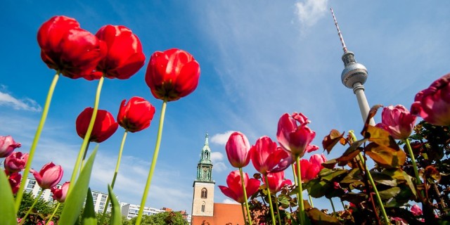 Tulipas já embelezam as praças da cidade, são as flores da primeira primavera (Foto: Berliner Zeitung)